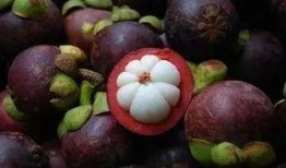 山竹吃瓜图片,一场色彩斑斓的美食之旅