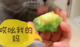 猫咪吃蜜瓜吗,揭秘猫咪对蜜瓜的喜爱与禁忌