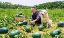 阿婆只吃瓜,一场与甜蜜瓜果的奇妙邂逅