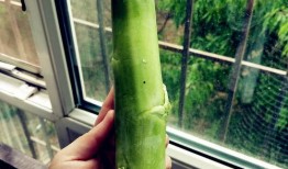 减肥吃兰瓜,天然低脂美食，轻松享瘦生活