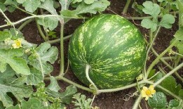 陕西吃瓜协会长,揭秘陕西美食背后的故事与魅力