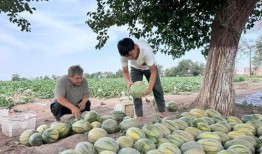 弥勒吃瓜的任务,一场趣味横生的夏日盛宴