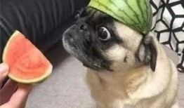 正经吃瓜,那些你不知道的“正经吃瓜”幕后故事