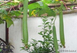 妇科实习吃的瓜,那些难忘的“瓜”与成长故事