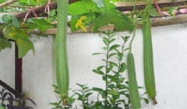 妇科实习吃的瓜,那些难忘的“瓜”与成长故事