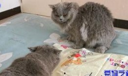 揉胖猫吃瓜,揭秘娱乐圈幕后故事