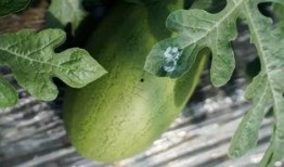 吃瓜看林某,吃瓜群众视角下的真相追踪