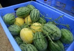 吃瓜群群名称,一场网络社交的狂欢盛宴