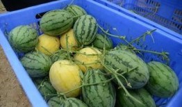 吃瓜群群名称,一场网络社交的狂欢盛宴