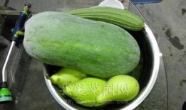 热门吃瓜事件河北,揭秘背后惊人真相