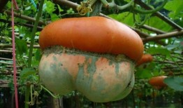 观赏瓜图可以吃吗,揭秘视觉与味觉的双重享受