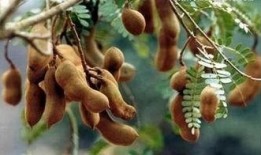 吃瓜西双版纳,吃瓜之旅，品味热带风情