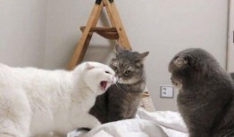 猫吃小白瓜好嘛,猫咪食用小白瓜的适宜性探讨