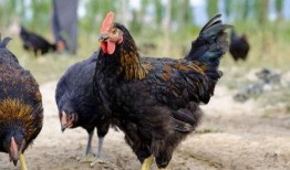 刘大瓜吃土鸡,一场味蕾与自然的邂逅