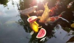 小锦鲤吃瓜,揭秘娱乐圈幕后故事