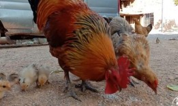 刘大瓜吃土鸡,一场味蕾与自然的邂逅