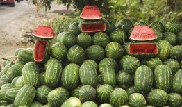 吃路边酸瓜,探寻路边美食的独特魅力