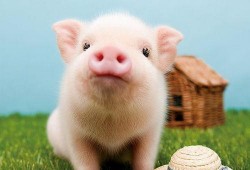 安静吃瓜的猪猪图片,静享夏日时光