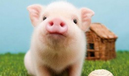 安静吃瓜的猪猪图片,静享夏日时光