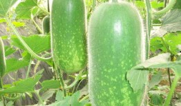 斩虍吃瓜,揭秘古代宫廷的神秘瓜果传奇