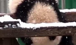 小熊吃瓜故事,一场欢乐的夏日冒险