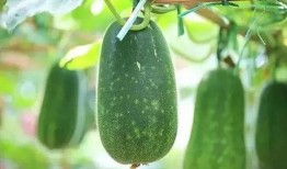 吃小瓜说说,揭秘“吃小瓜”背后的趣味与智慧