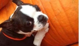 小鹿狗吃不吃瓜,揭秘它对瓜的神秘态度