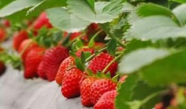 张典吃瓜草莓园,张典瓜园里的甜蜜草莓之旅