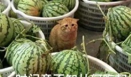 什么手机吃瓜好,揭秘最适合追剧看瓜的手机型号