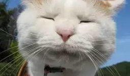 猫吃小白瓜好嘛,猫咪食用小白瓜的适宜性探讨