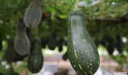 南沙疫情吃瓜,吃瓜群众视角下的实时动态解析