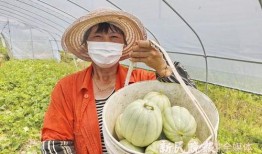 阿婆只吃瓜,一场与甜蜜瓜果的奇妙邂逅