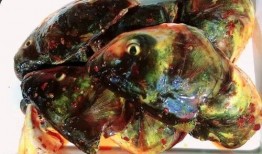 鱼头带你吃瓜,探寻人间美味之旅