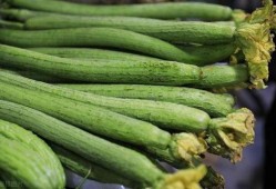 准备吃全瓜,尽享美味与营养的完美融合