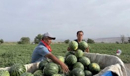 柴圈吃瓜,揭秘娱乐圈背后的故事与真相