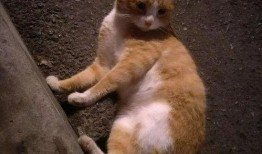 猫吃小白瓜好嘛,猫咪食用小白瓜的适宜性探讨