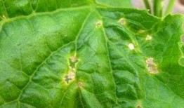 黑星星吃瓜,黑星星的瓜田奇遇记