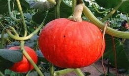 吃瓜吃着像冬瓜为啥,揭秘“吃瓜像冬瓜”的趣味现象背后的科学原理