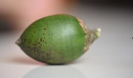 瓜栗果子怎么吃,解锁美味新体验