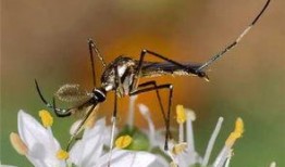 娱乐吃瓜酱蚊子,揭秘蚊子背后的娱乐圈秘密