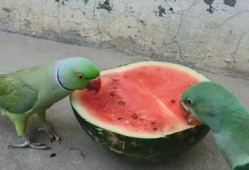 拉肚子可以吃瓜尖吗,瓜尖能否成为缓解良方？