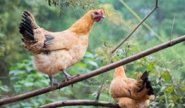 刘大瓜吃土鸡,一场味蕾与自然的邂逅
