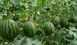 郑州和南京吃瓜,两地美食争霸记