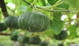 吃瓜吃到广东,探寻广东美食的奥秘