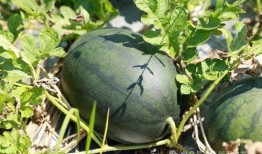 南沙疫情吃瓜,吃瓜群众视角下的实时动态解析