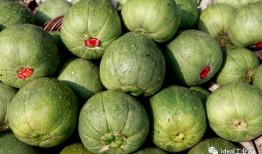 吃货主播吃的小绿瓜,吃货主播的味蕾冒险之旅