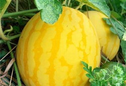 介绍吃瓜,一场味蕾与心灵的盛宴