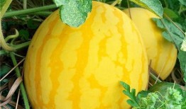 介绍吃瓜,一场味蕾与心灵的盛宴