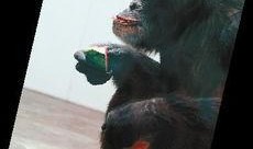 黑猩猩吃瓜图片,揭秘灵长类动物的天然喜好