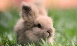 兔子吃瓜的方式,趣味横生的生态奇观